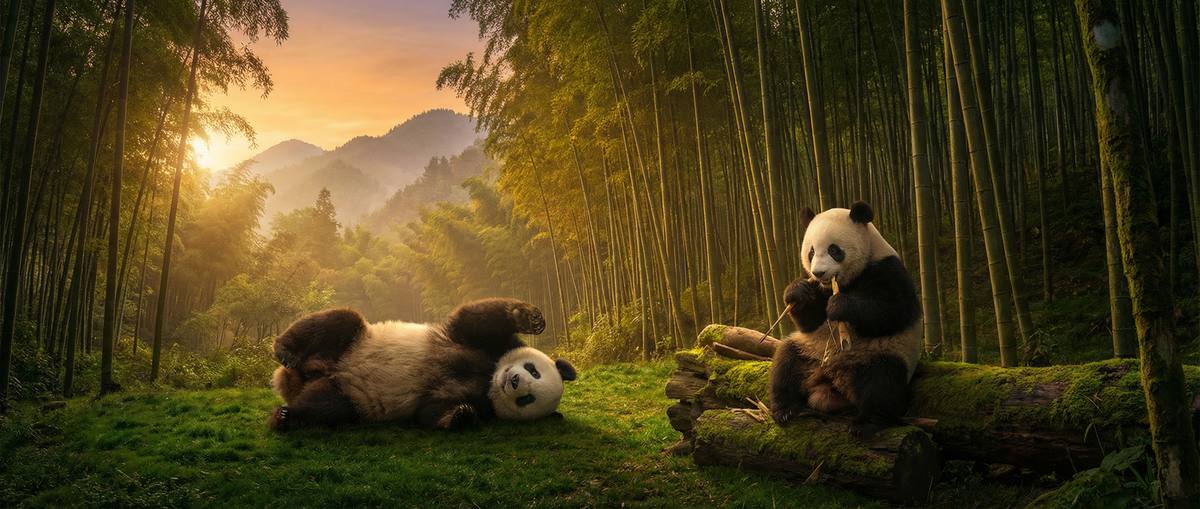 抖荫短视频动物写真视频社区