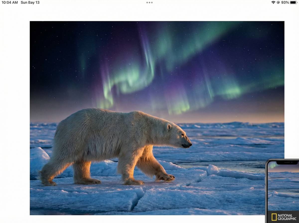 抖荫短视频北极熊视频